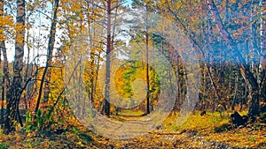 Sand lane with trees on a sunny day in autumn