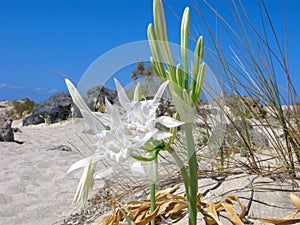 Sand lilies, sea daffodils, Pancratium maritimum