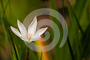 Sand lily Leucocrinum montanum) with green leaves