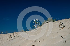 Sand Lily on a mediterranean dune