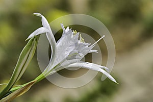 Sand lily or Sea daffodil closeup view. Pancratium maritimum, wild plant blooming Sea pancratium lily.