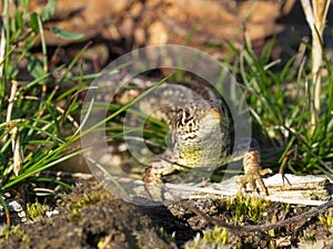 Sand lizard