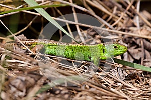 Sand Lizard