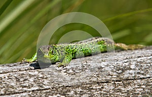 Sand lizard