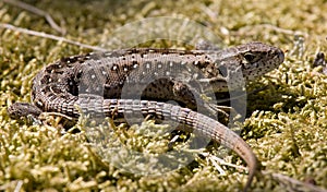 Sand lizard