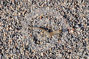 Sand lizard on breakstone. View from above