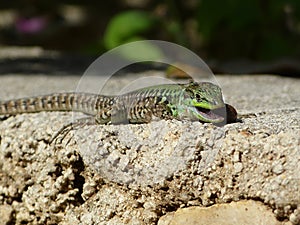 Sand Lizard eats earthworms