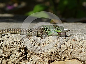 Sand Lizard eats earthworms