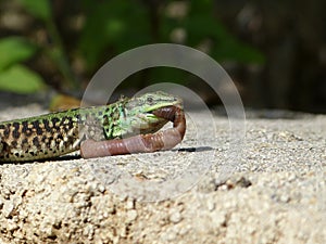 Sand Lizard eats earthworms