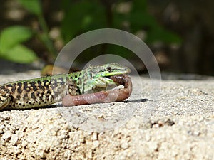 Sand Lizard eats earthworms