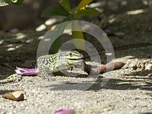 Sand Lizard eats earthworms