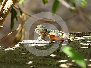 Sand Lizard eats earthworms