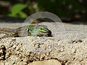 Sand Lizard eats earthworms