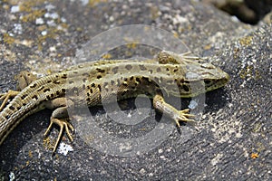 Sand lizard in the garden