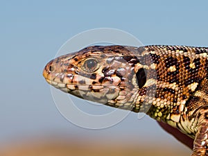 Sand lizard head