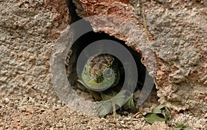 Sand lizard