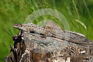 Sand Lizard, Lacerta agilis