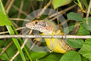 Sand Lizard (Lacerta agilis)