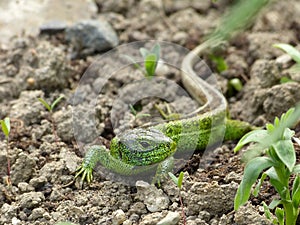 Sand lizard, lacerta agilis