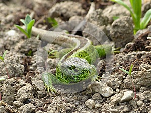 Sand lizard, lacerta agilis