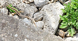 Sand lizard - Lacerta agilis - Green Male
