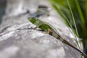 Sand lizard, Lacerta agilis, green male