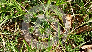 Sand lizard Lacerta agilis hides in the grass