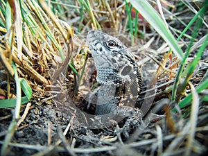 Sand lizard, Lacerta agilis