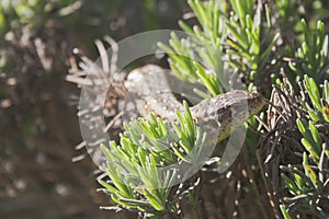 Sand lizard