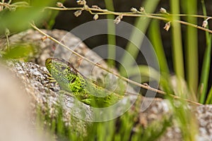 Sand lizard Lacerta agilis male with a bright green color. The reptile is basking in the sun on hot stones.