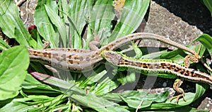 Sand lizard - Lacerta agilis, Male and Female