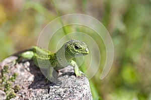 Sand lizard (Lacerta agilis) male