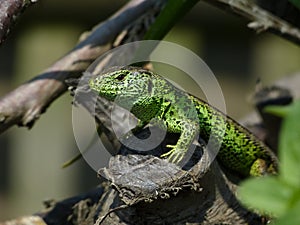 Sand Lizard, Lacerta Agilis, observed