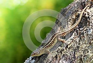 The sand lizard Lacerta agilis