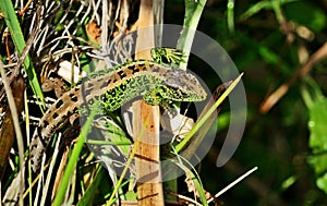 Sand lizard, male