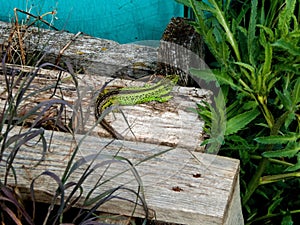 Sand lizard, male reptile
