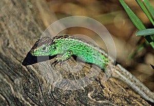 Sand lizard - Lacerta agilis