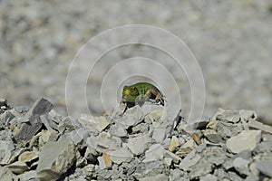 Sand lizard. An ordinary quick green lizard. Lizard on the rubble. Sand lizard, lacertid lizard.