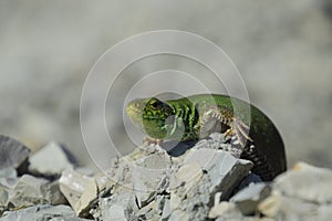 Sand lizard. An ordinary quick green lizard. Lizard on the rubble. Sand lizard, lacertid lizard.