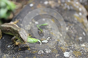Sand lizard with a prey
