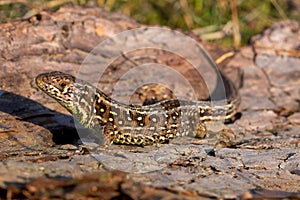 Sand lizard side view