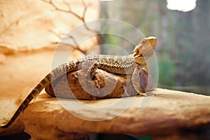 Sand lizard in a terrarium, pet life at home, exotic reptile