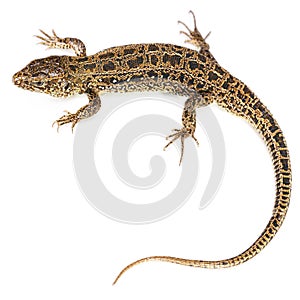 The sand lizard on white