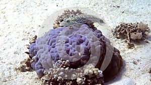 Sand Lizardfish Synodus Intermedius over sandy ocean bed near coral reef. Tropical fish with brown camouflage spots in Red Sea,