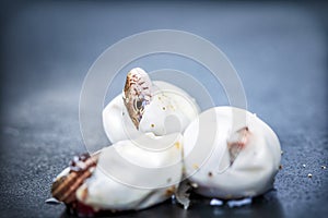 Sand lizards hatching