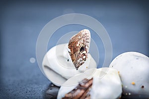 Sand lizards hatching