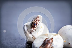 Sand lizards hatching