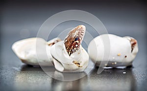 Sand lizards hatching