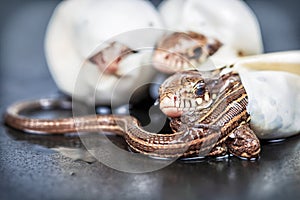 Sand lizards hatching