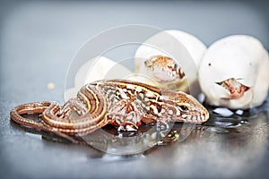 Sand lizards hatching